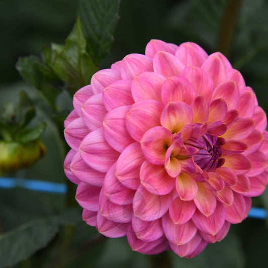 Dahlia 'Dainty Sue'