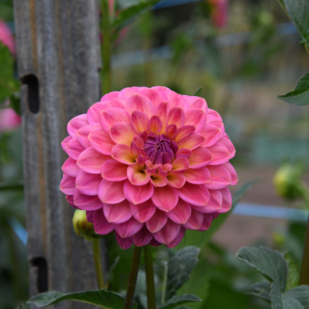 Dahlia 'Dainty Sue'