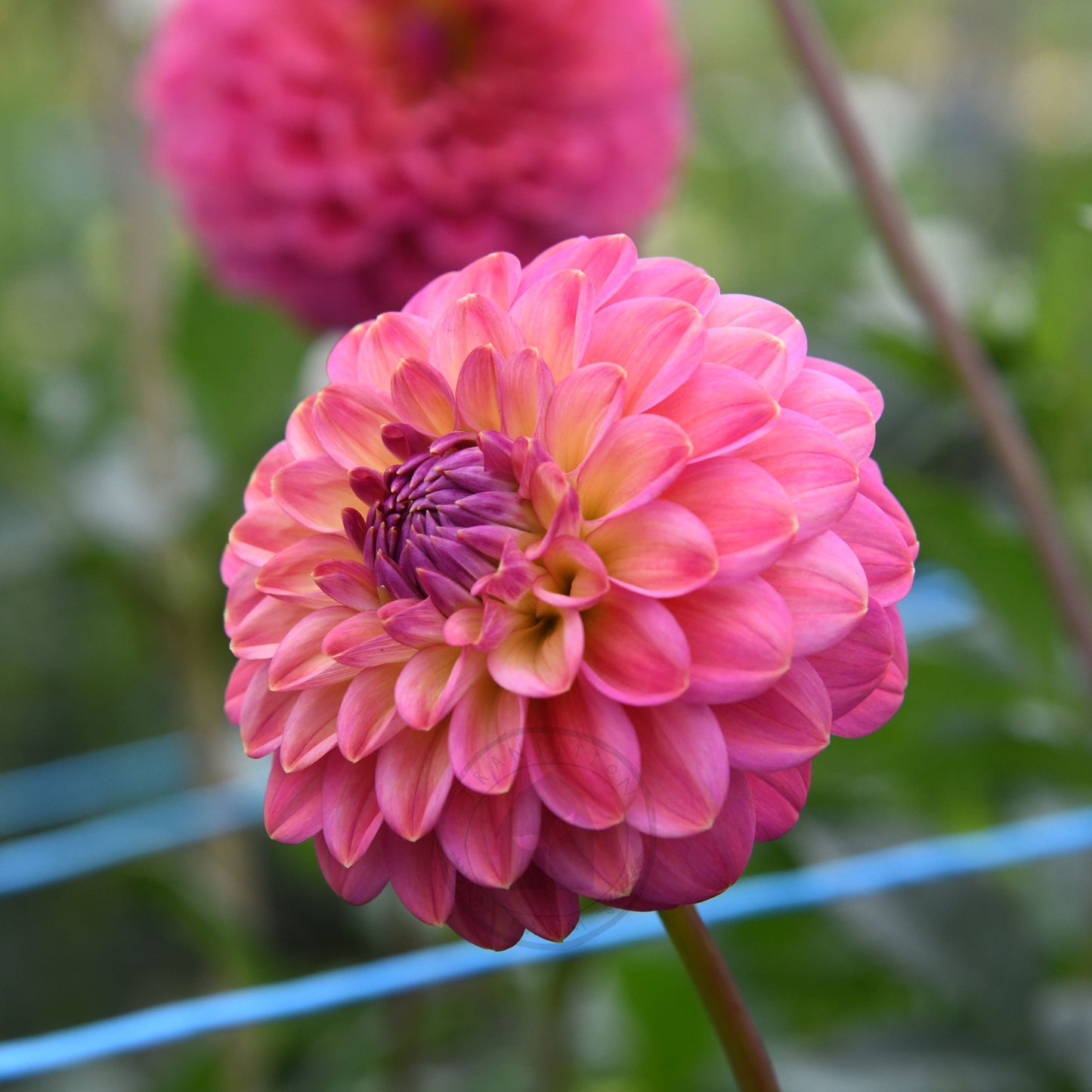 Dahlia 'Dainty Sue'
