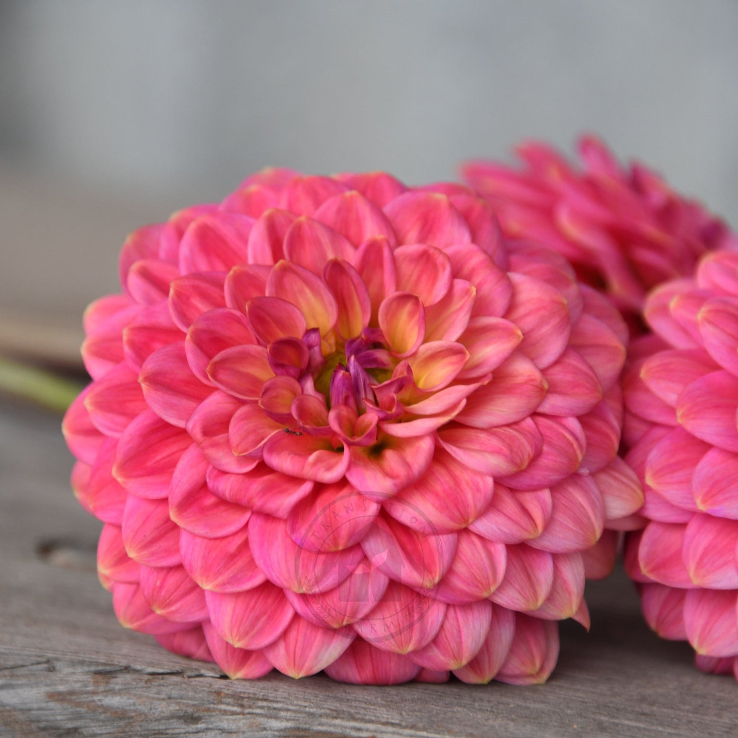 Dahlia 'Dainty Sue'