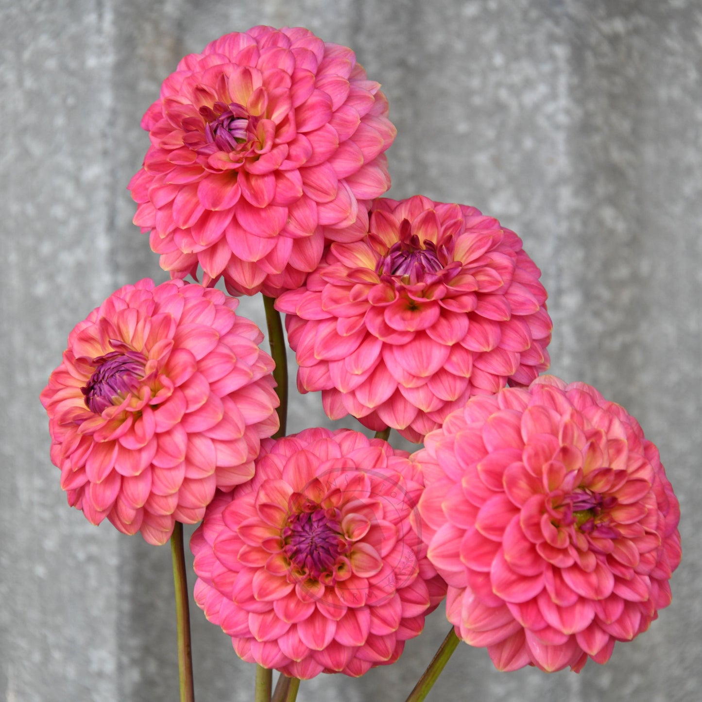 Dahlia 'Dainty Sue'