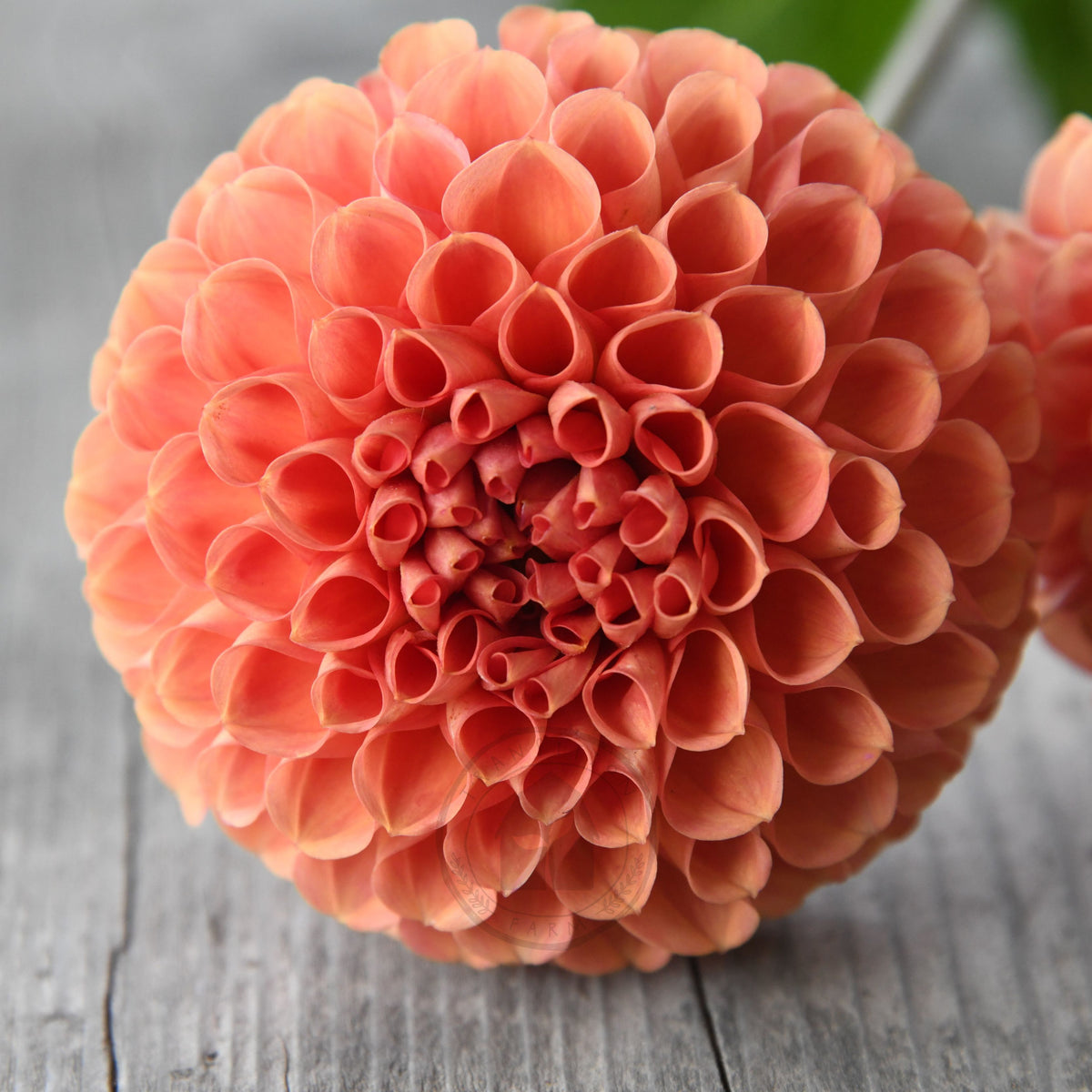 Dahlia 'Darbo Highland'