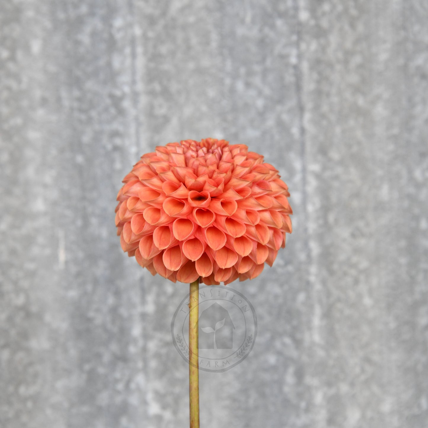 Dahlia 'Darbo Highland'