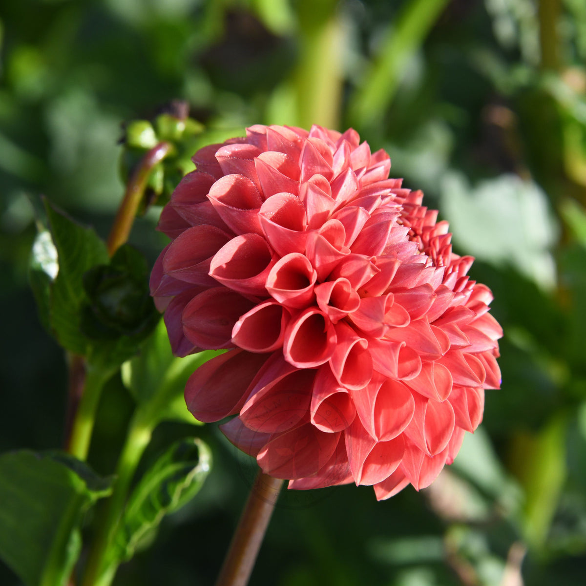 Dahlia 'Darbo Highland'