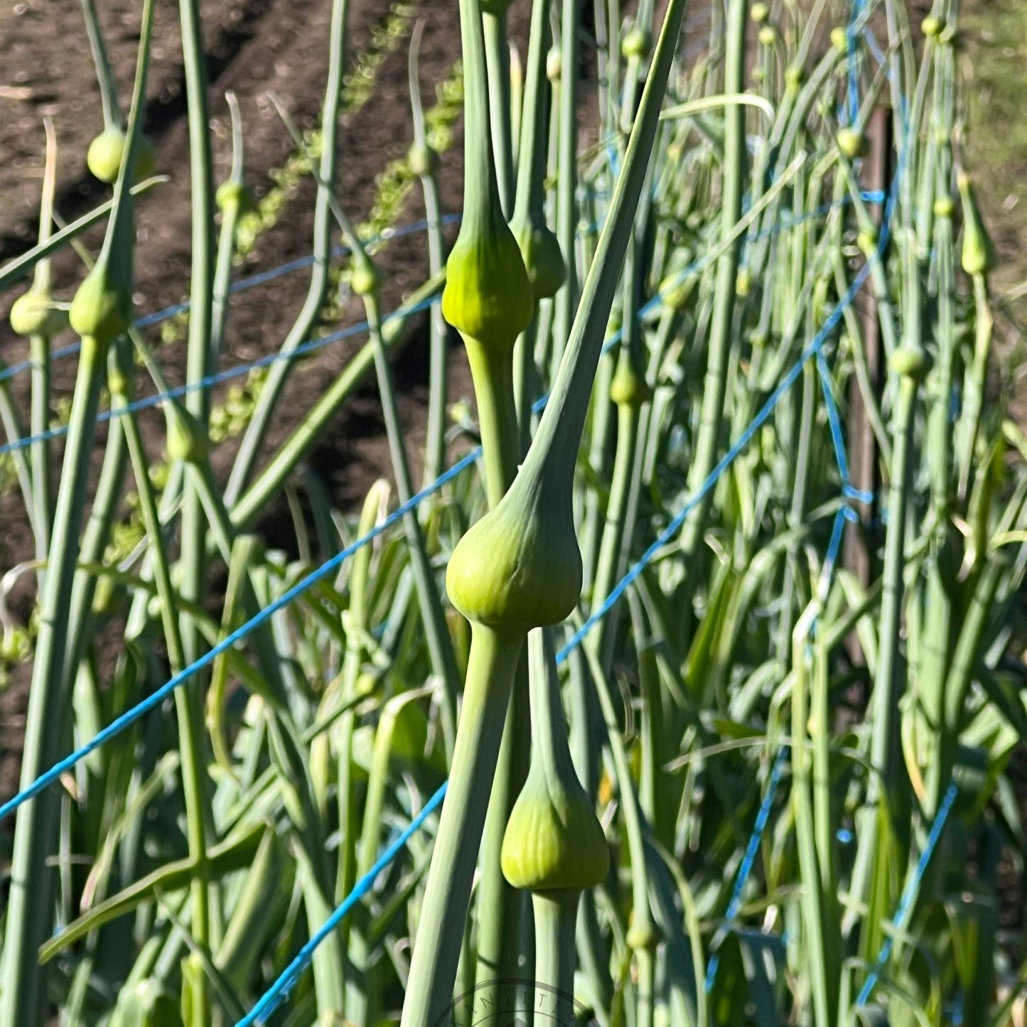 Leek 'Delft'