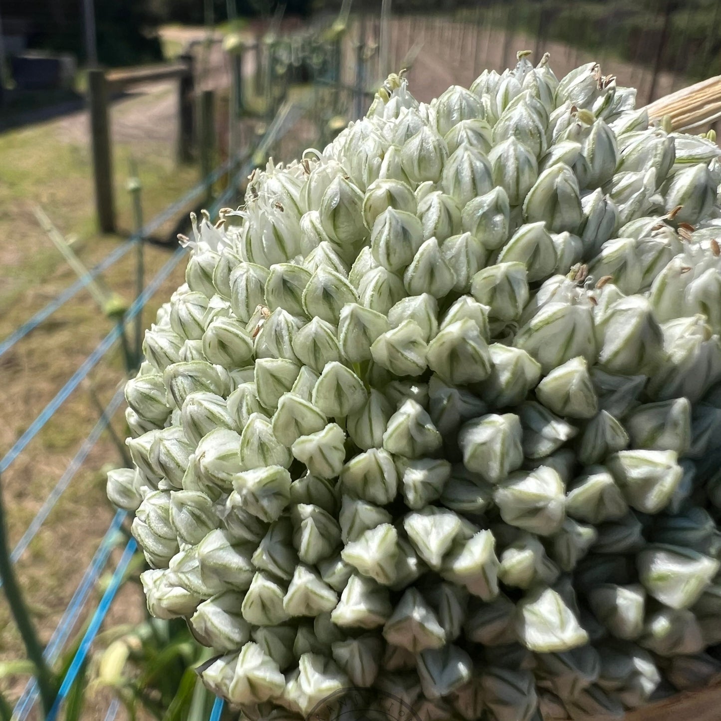 Leek 'Delft'