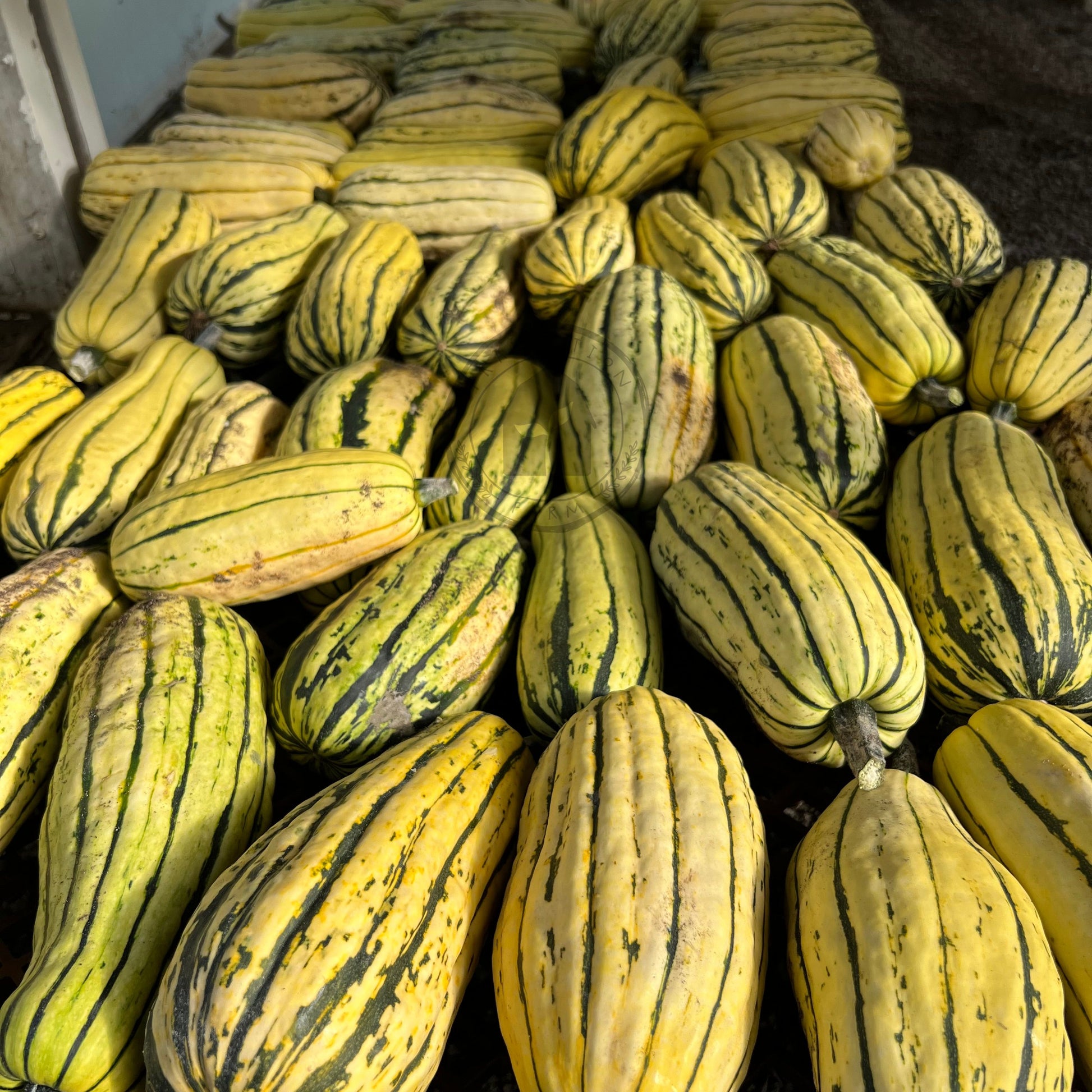 Stack of yellow and green striped squash on a metal rack.