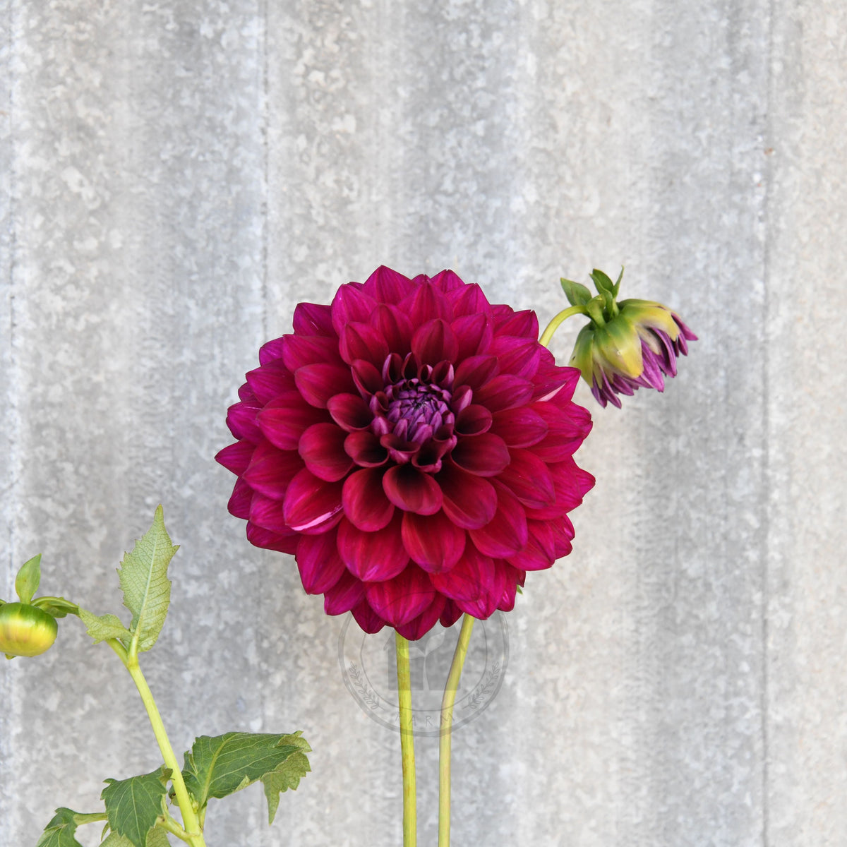 Dahlia 'Devon Regal'