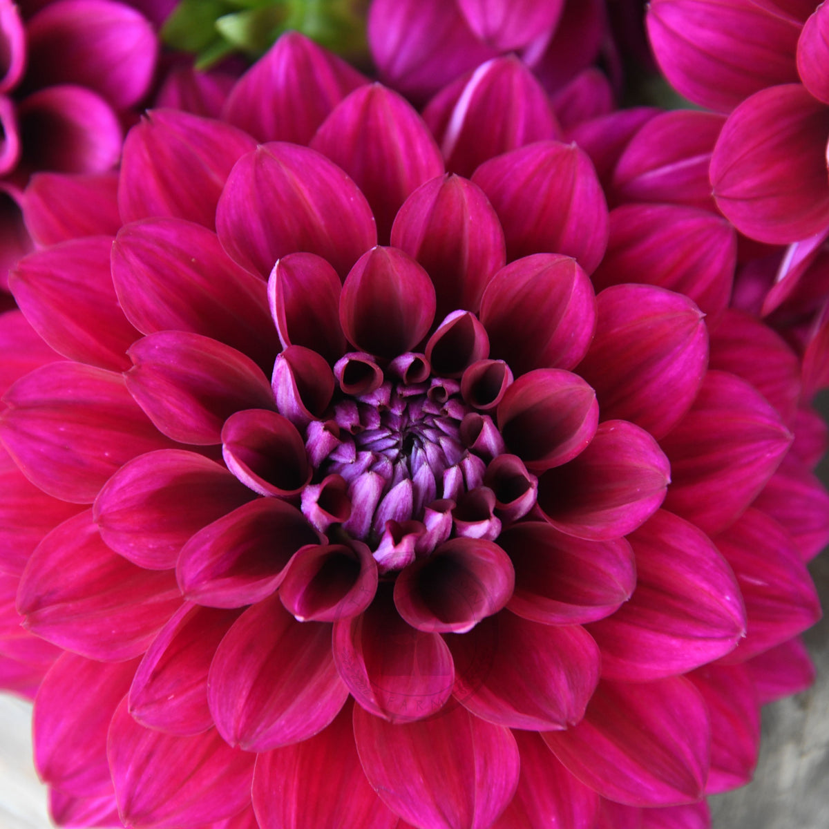 Dahlia 'Devon Regal'