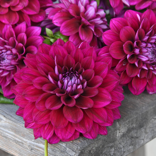 Dahlia 'Devon Regal'
