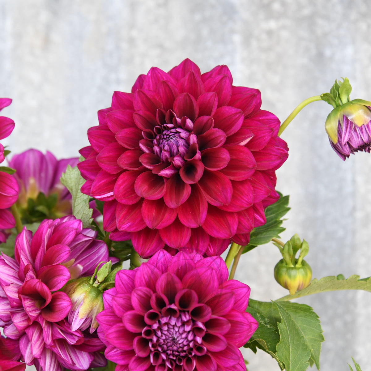 Dahlia 'Devon Regal'