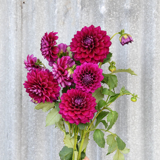 Dahlia 'Devon Regal'