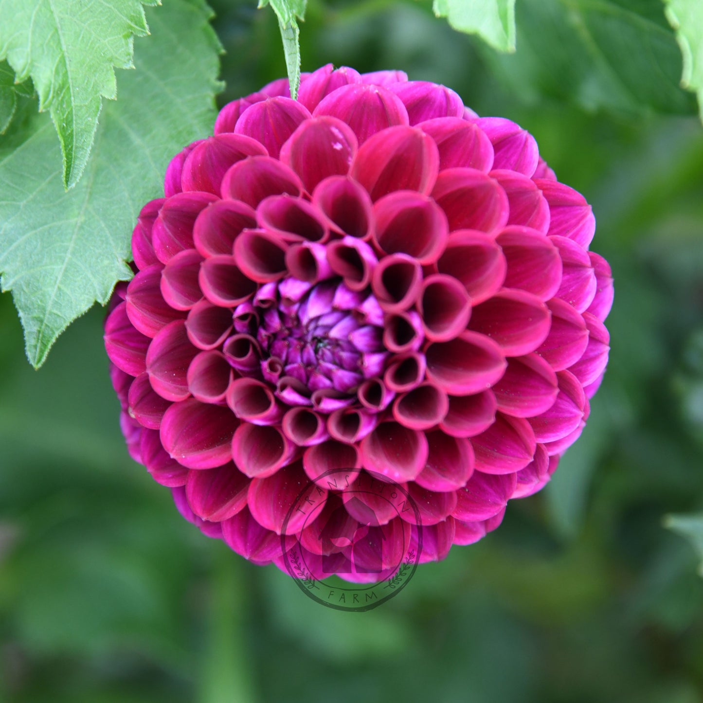 Dahlia 'Devon Safari'