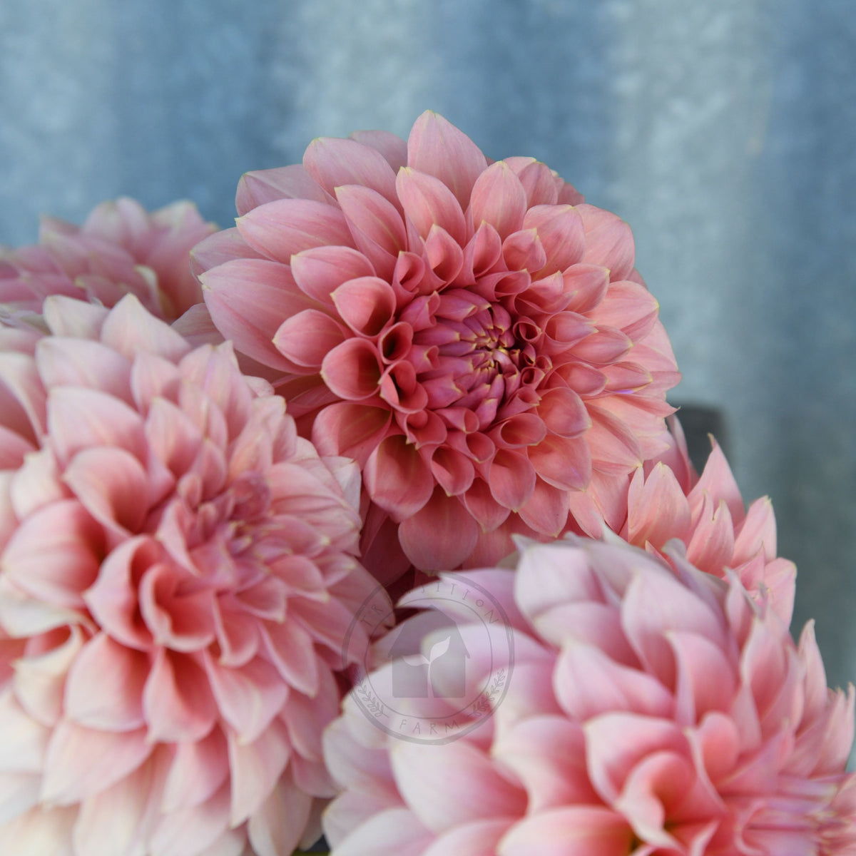 Dahlia 'Devon Salmon'