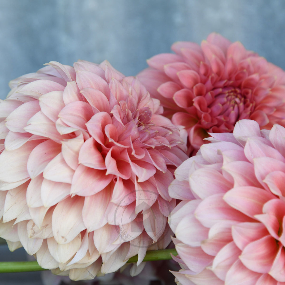 Dahlia 'Devon Salmon'