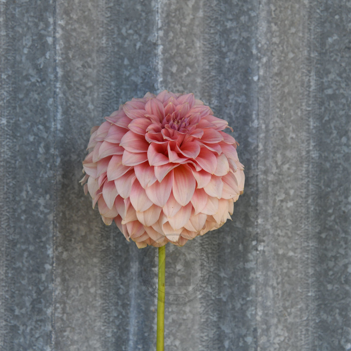 Dahlia 'Devon Salmon'