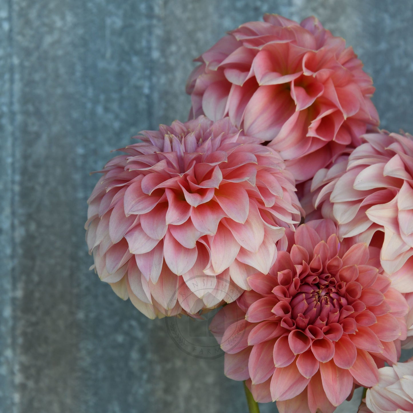 Dahlia 'Devon Salmon'