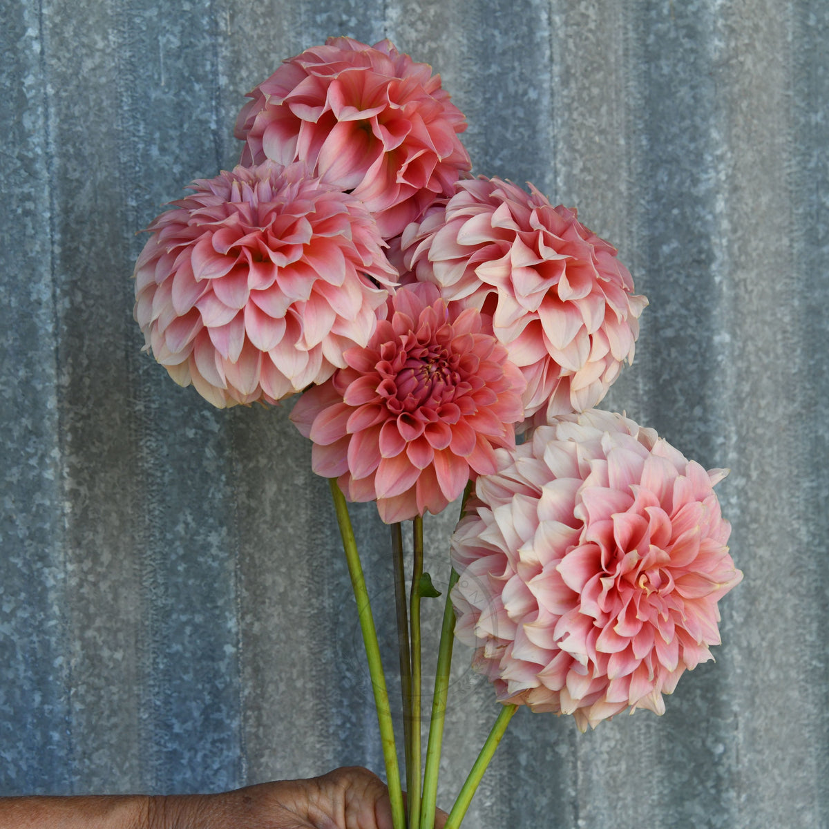 Dahlia 'Devon Salmon'