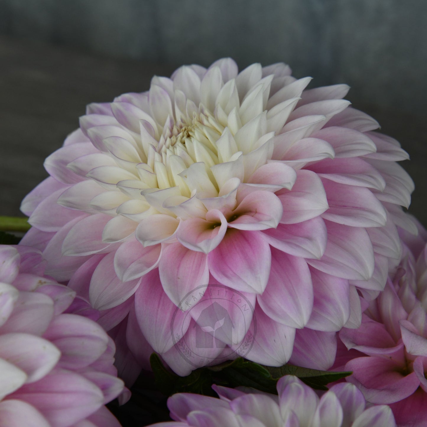 Dahlia 'Devon Seattle'