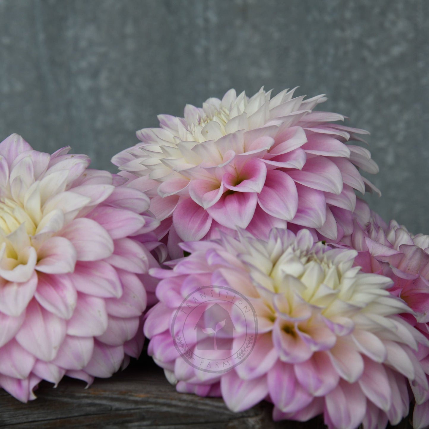 Dahlia 'Devon Seattle'