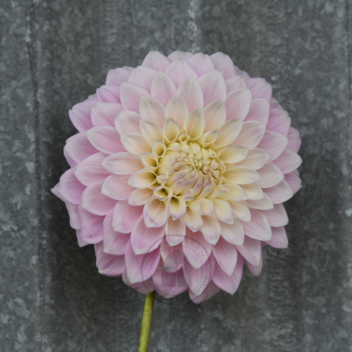 Dahlia 'Devon Seattle'