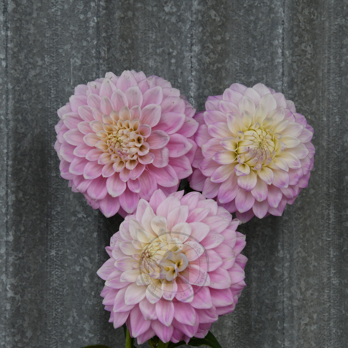 Dahlia 'Devon Seattle'