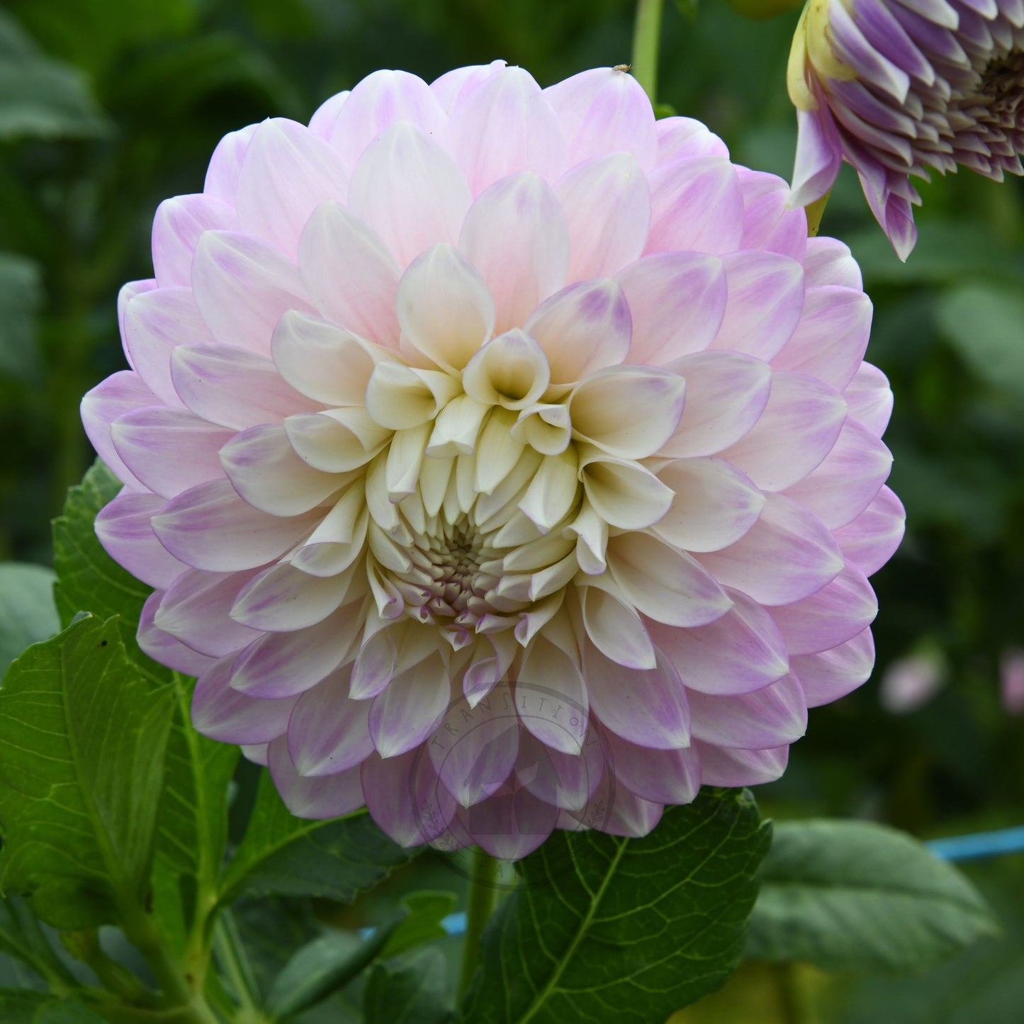 Dahlia 'Devon Seattle'