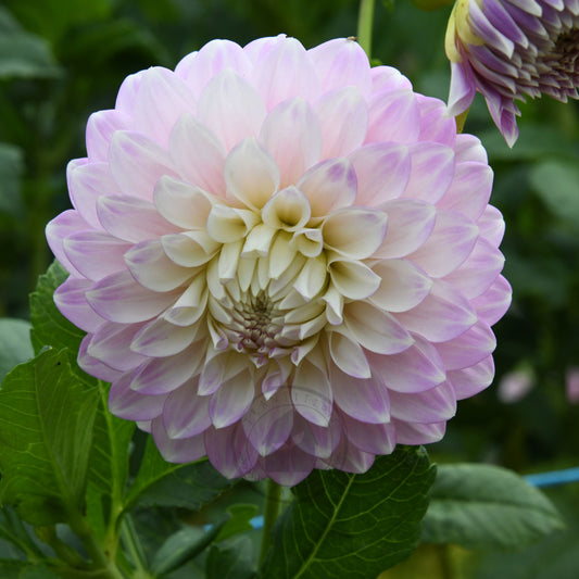 Dahlia 'Devon Seattle'