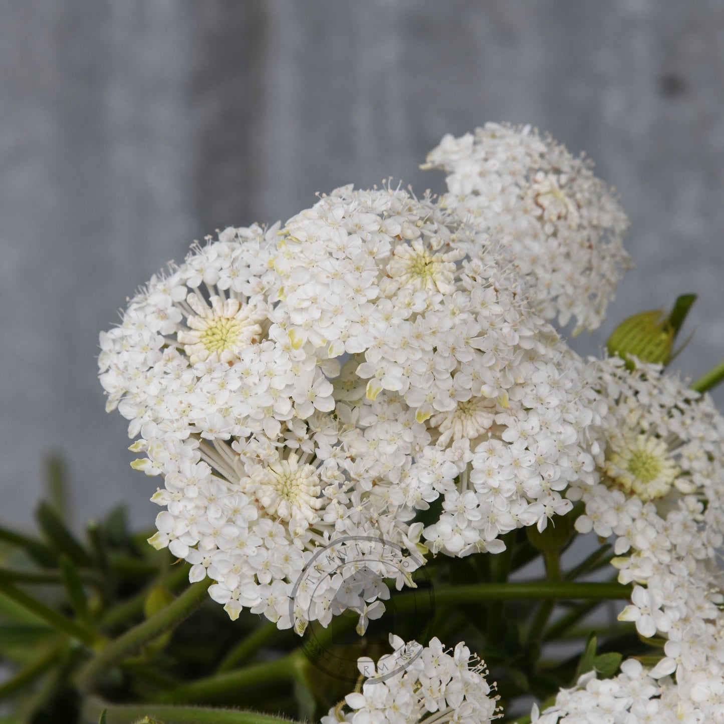 Didiscus 'Lacy White'