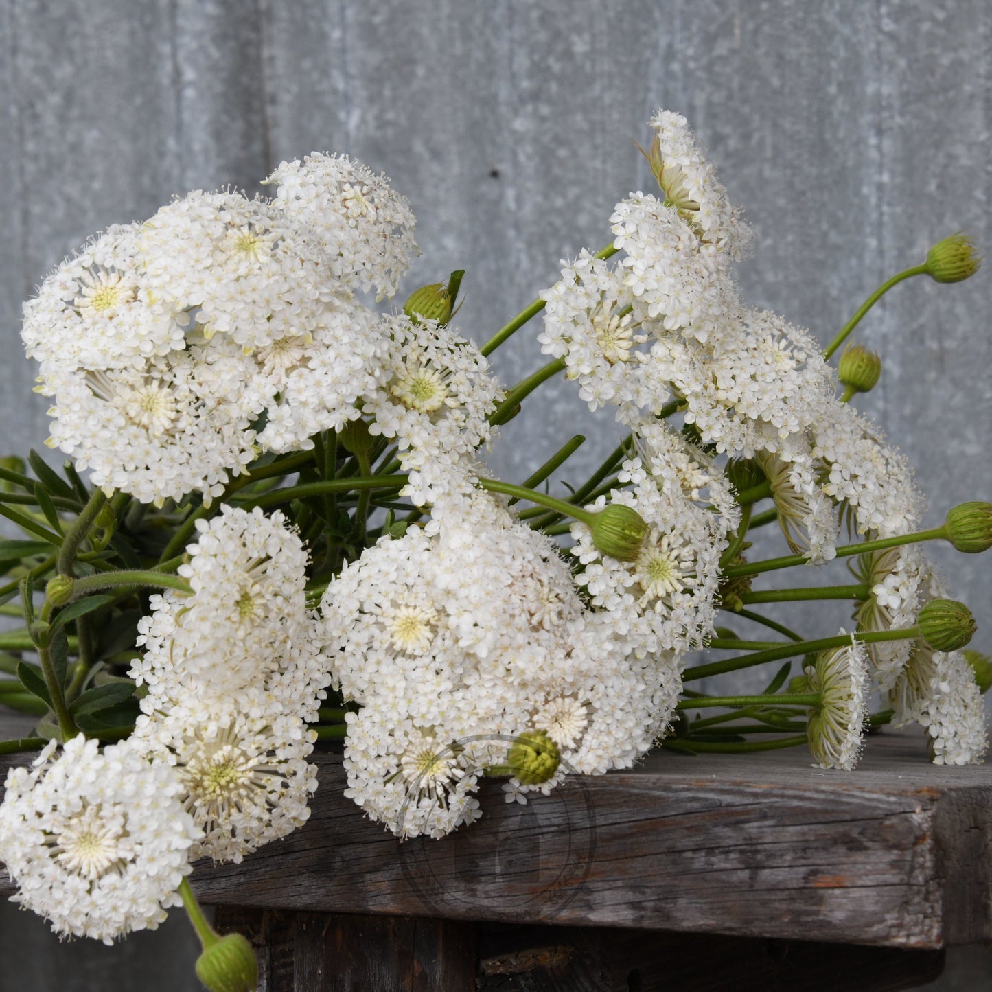 Didiscus 'Lacy White'