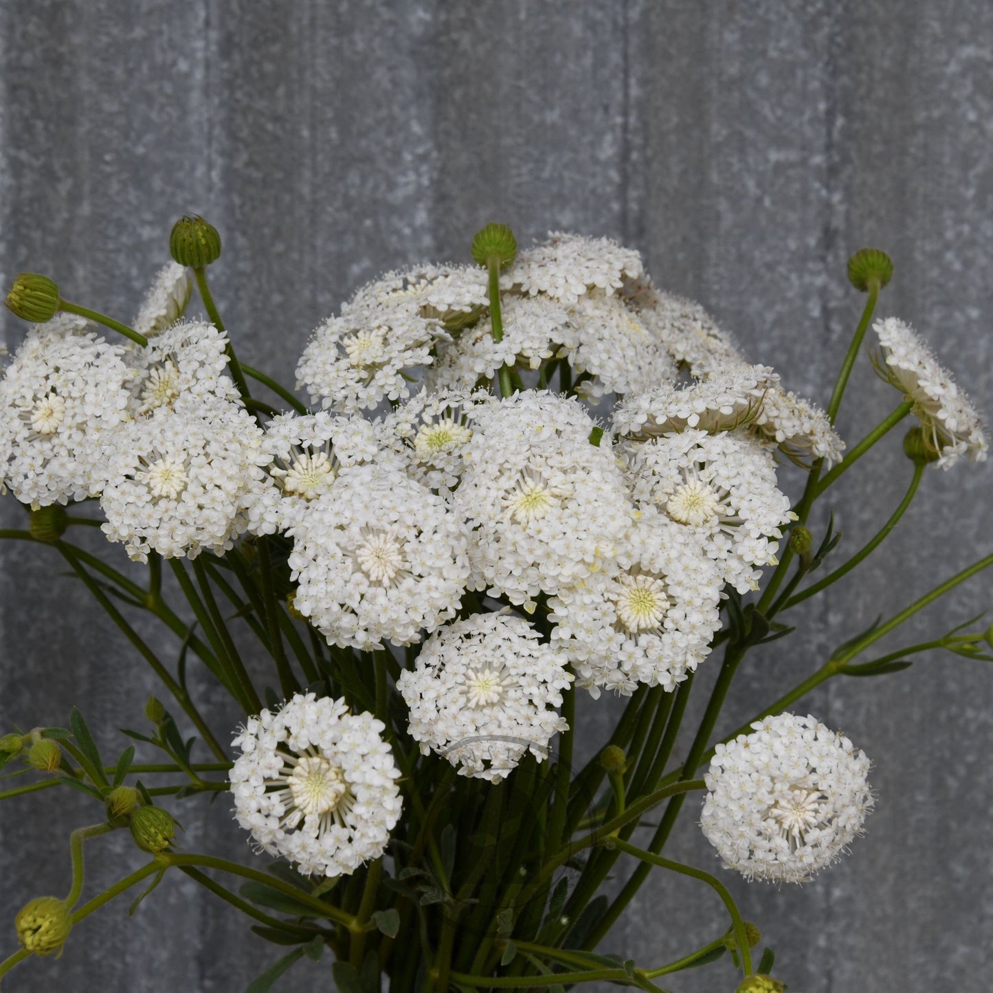Didiscus 'Lacy White'