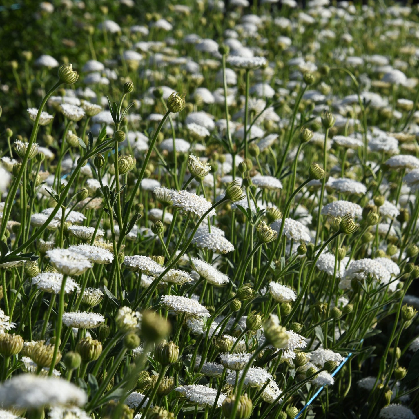 Didiscus 'Lacy White'