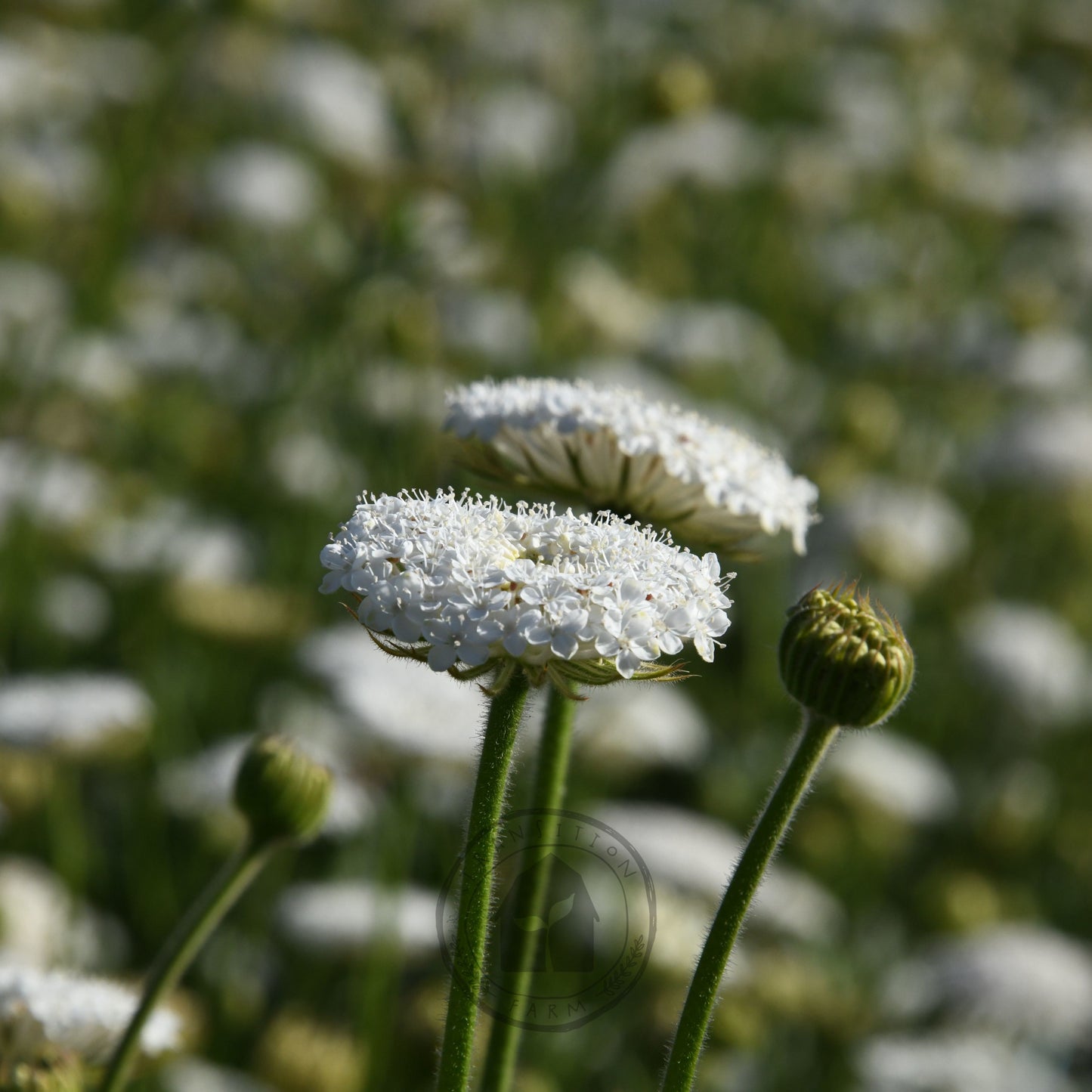 Didiscus 'Lacy White'