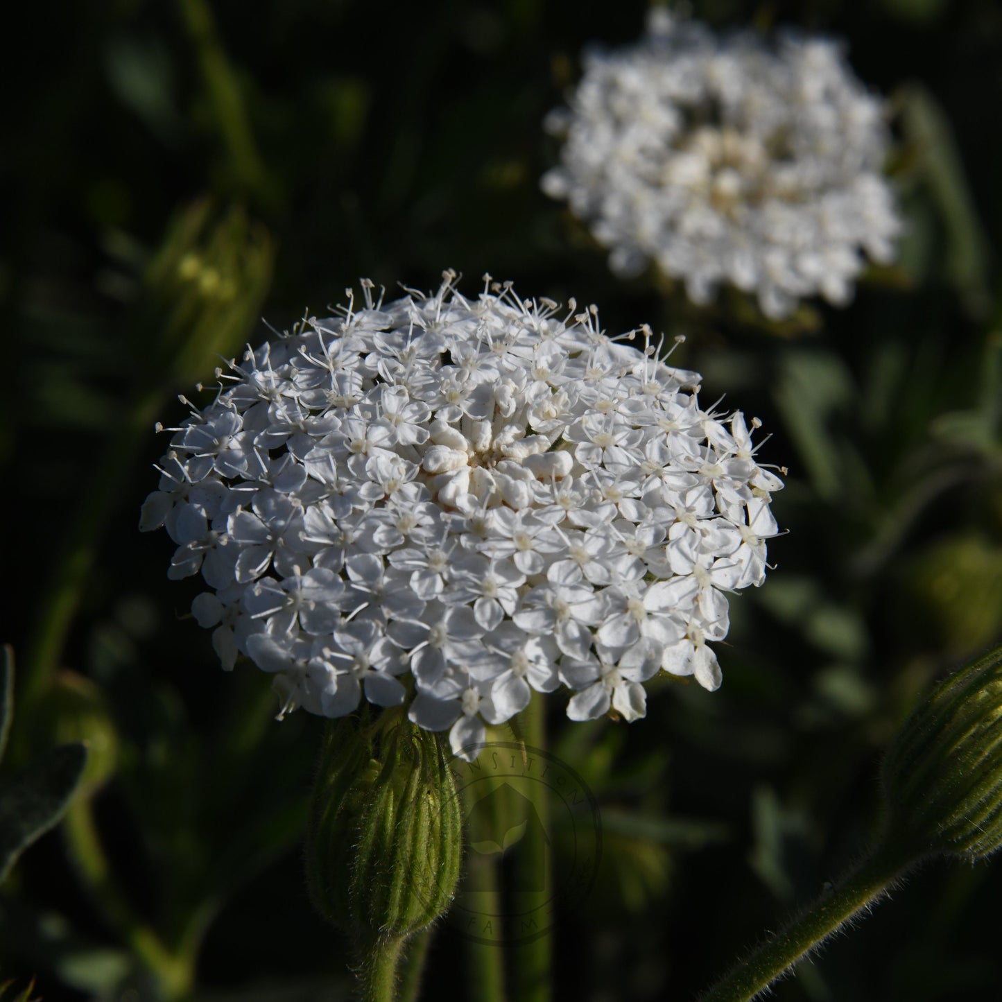 Didiscus 'Lacy White'