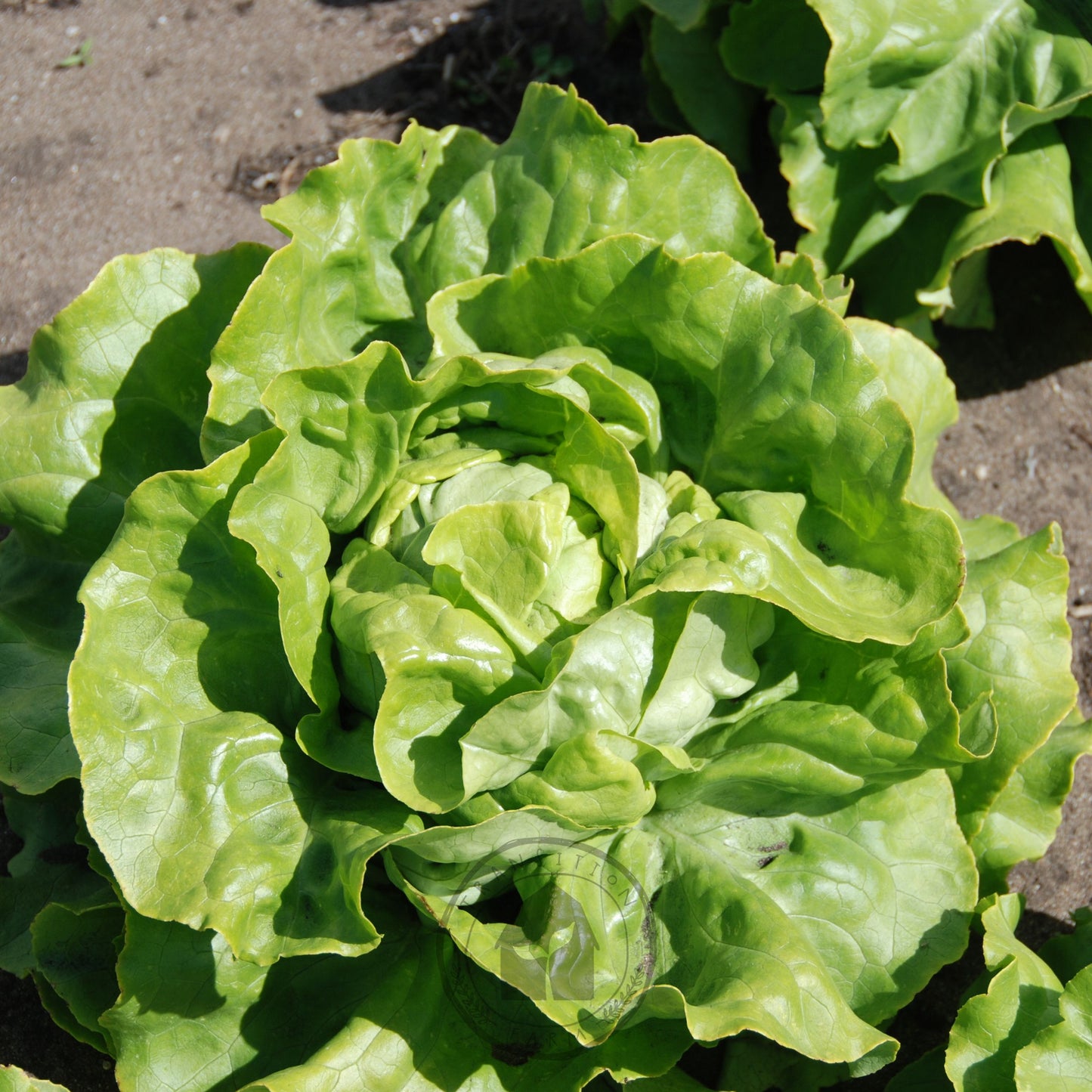 Green leafy lettuce plant growing on a dark soil background