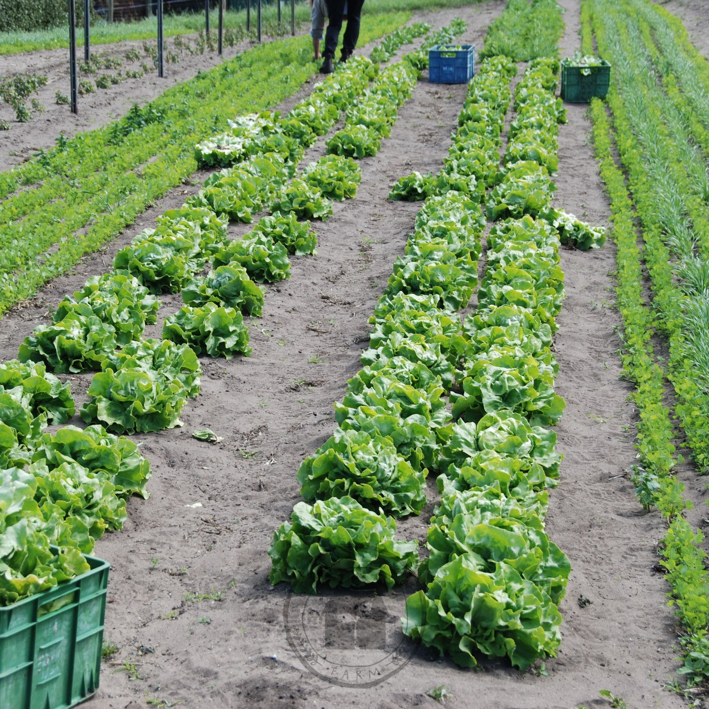 Rows of green leafy vegetables in a field with green crates.