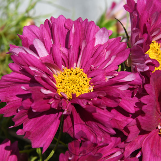 Close-up of vibrant pink flowers with yellow centers against a blurred green background