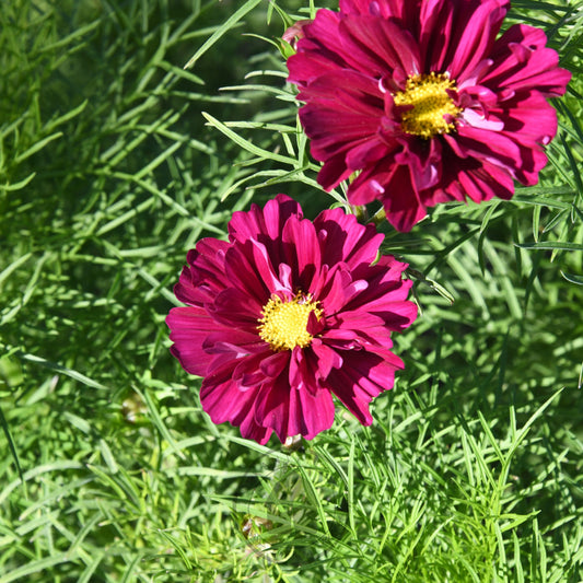 Two pink flowers with yellow centers on a green leafy background