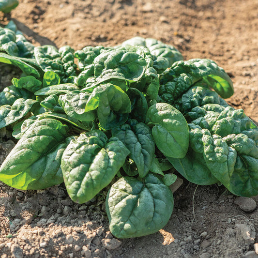 Spinach 'Equinox'