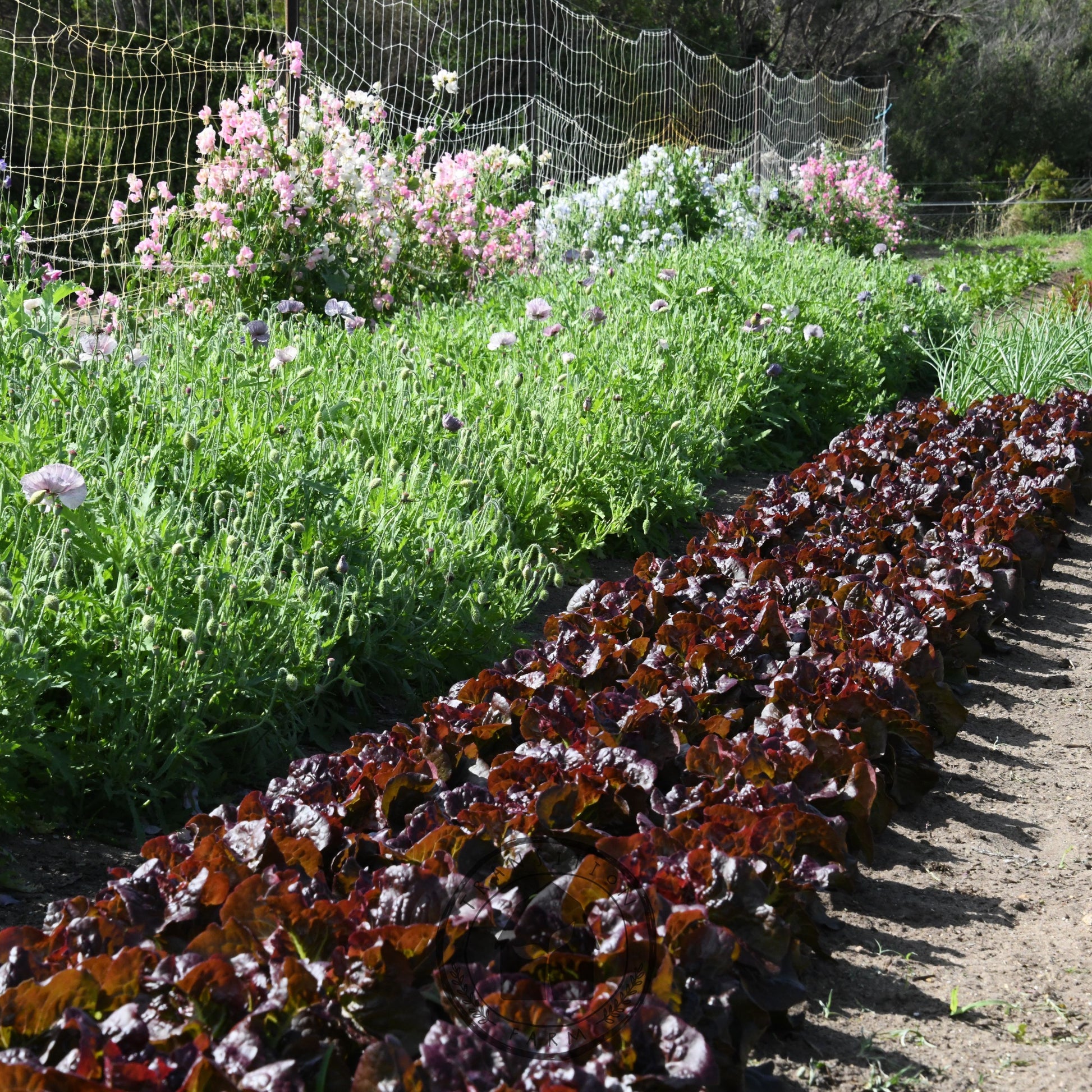 Row of leafy greens growing in a garden with a path and flowers in the background.