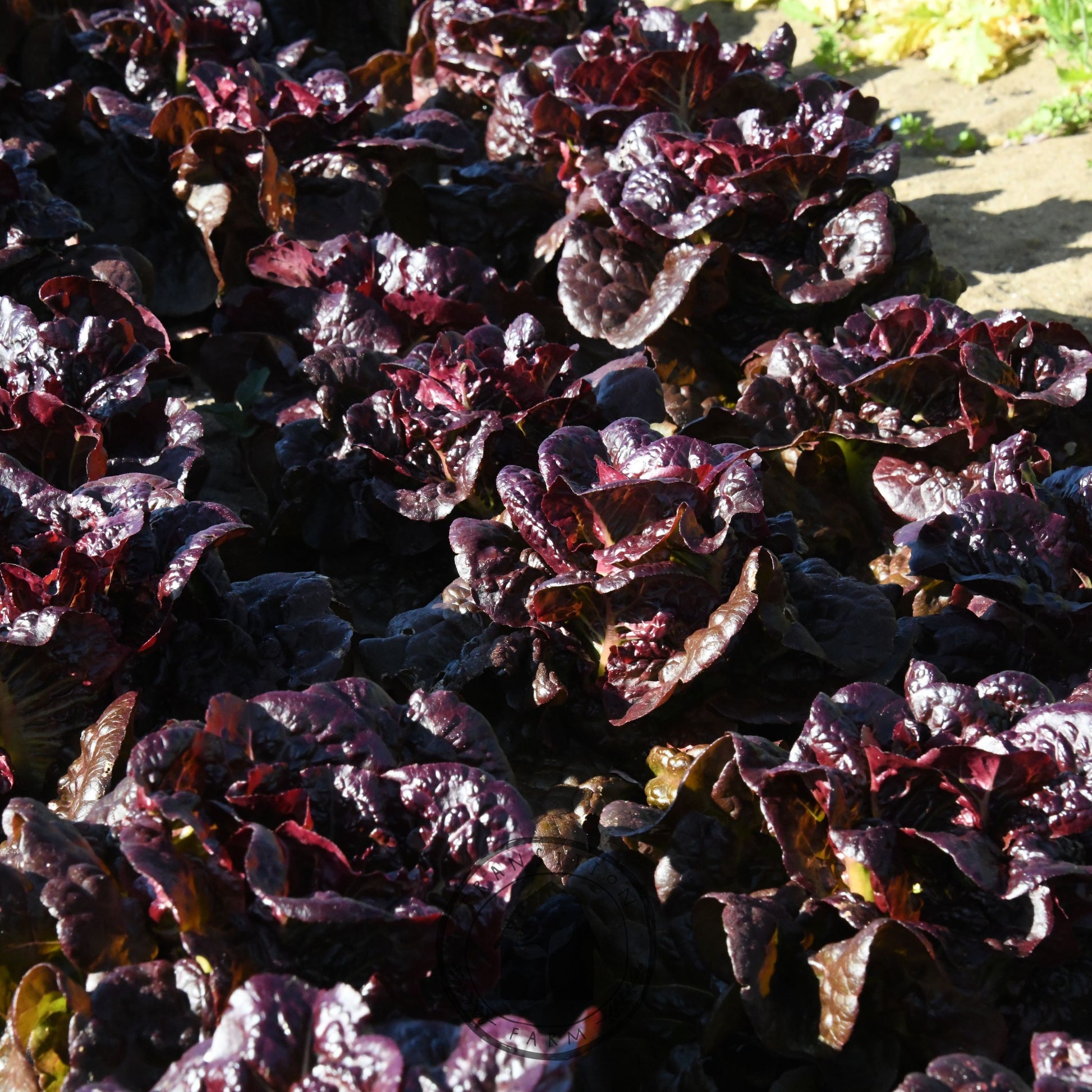 Close-up of dark purple leafy vegetables on a wooden surface