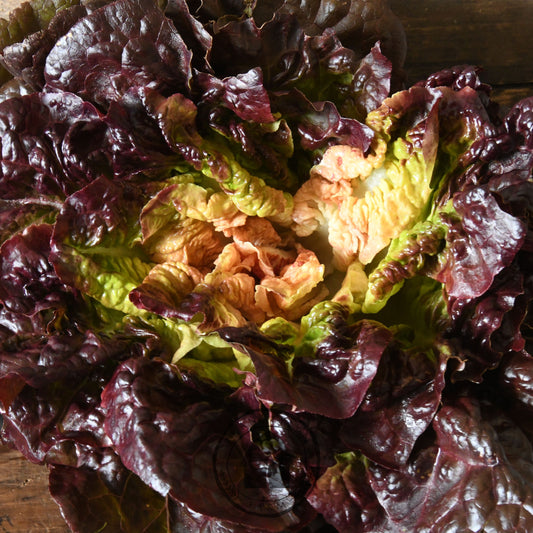 Head of red leaf lettuce on a wooden surface