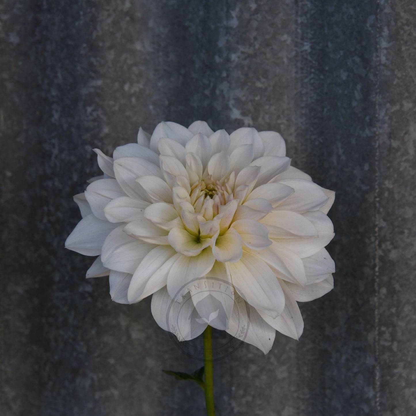 Dahlia 'Everbloom First Dance'