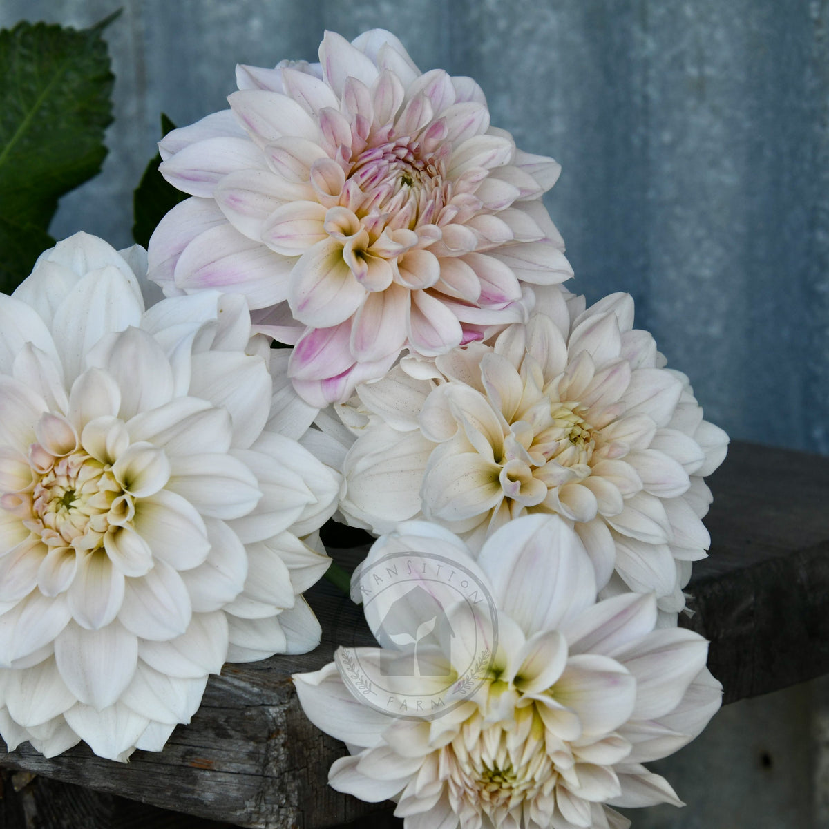 Dahlia 'Everbloom First Dance'