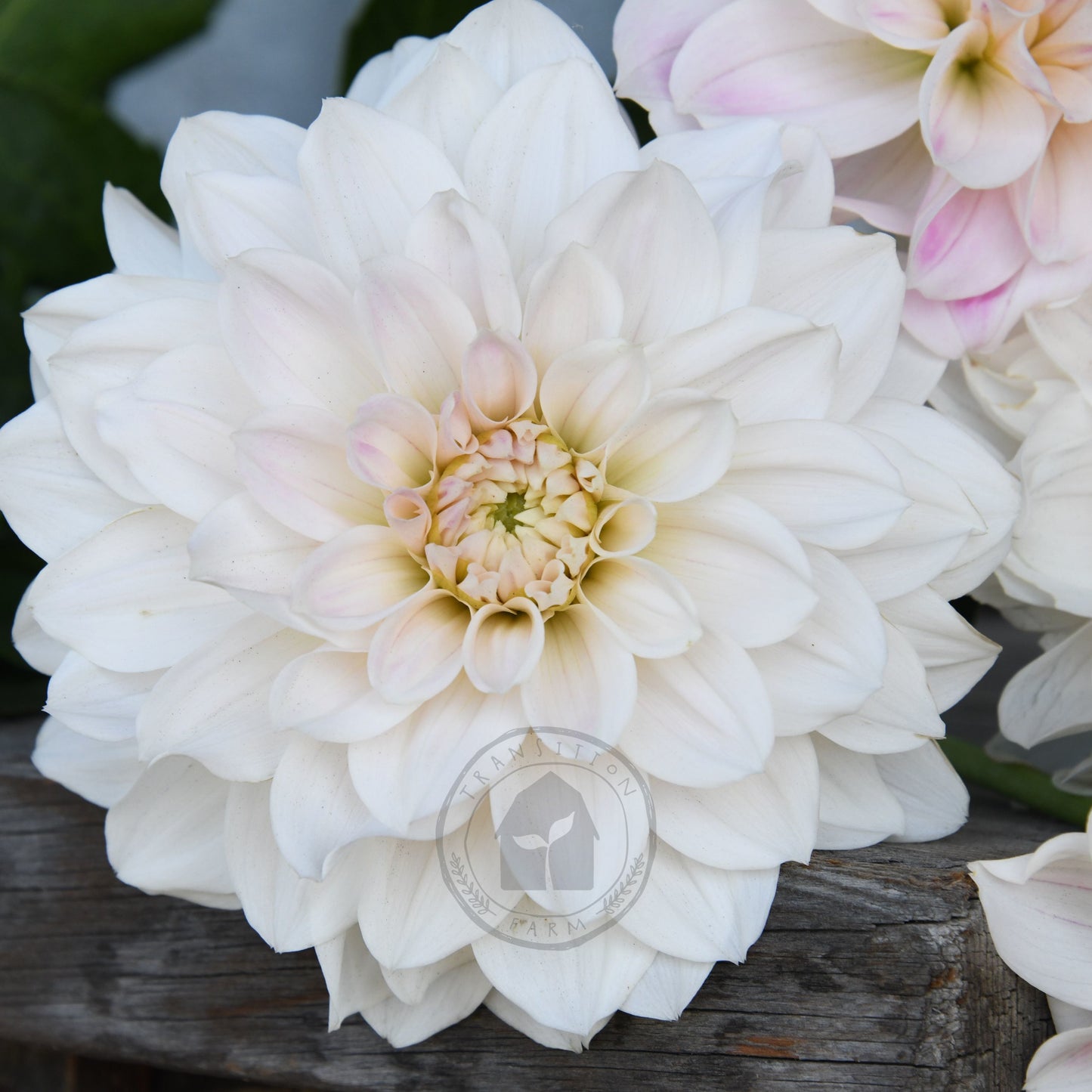 Dahlia 'Everbloom First Dance'