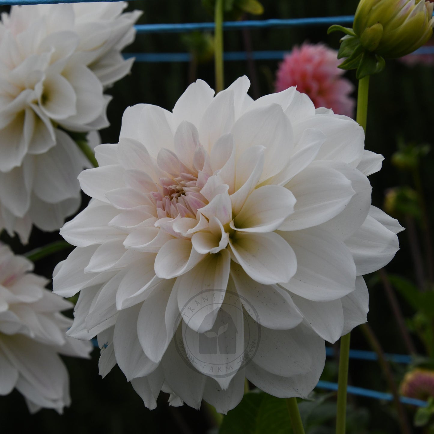 Dahlia 'Everbloom First Dance'