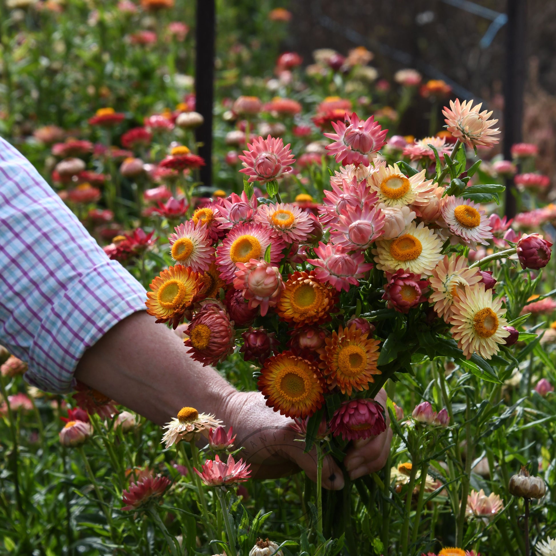 Person holding a bouquet of colorful flowers in a garden