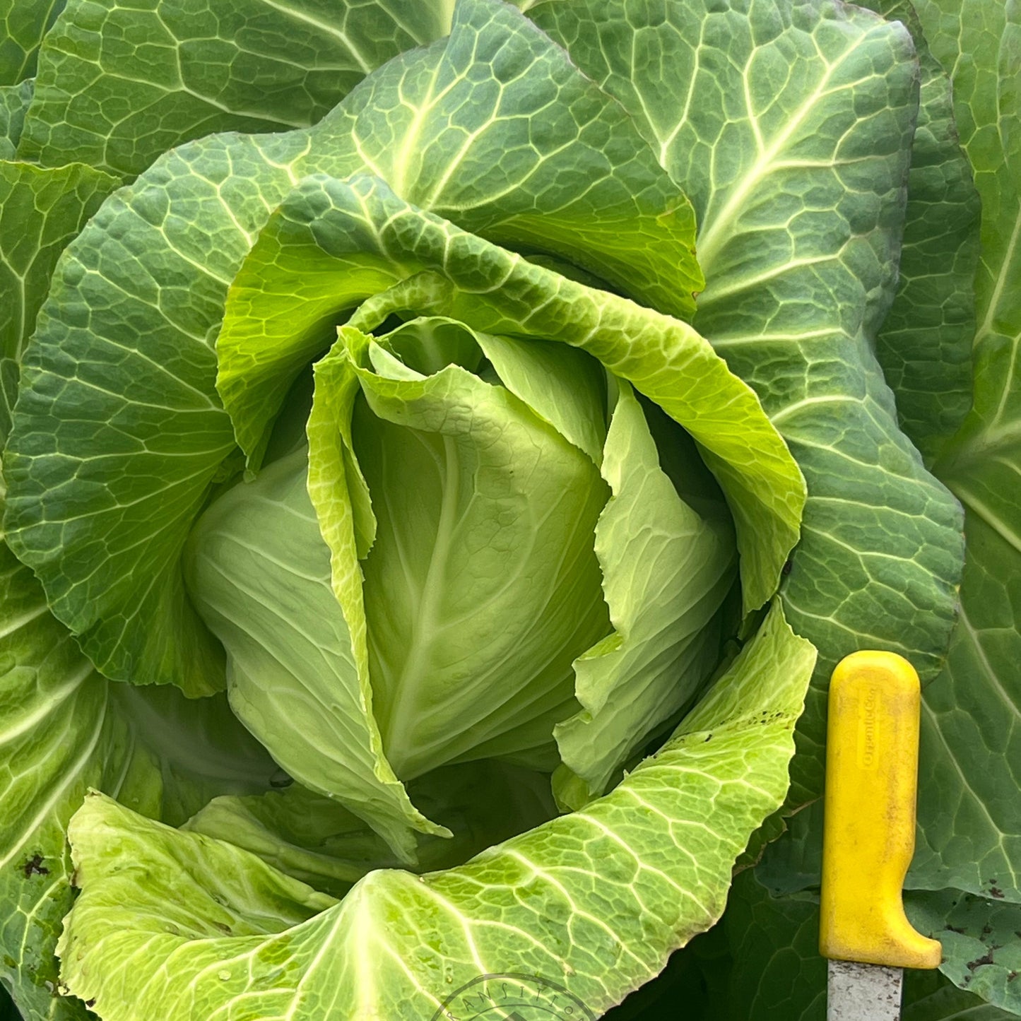 Cabbage 'Filderkraut'