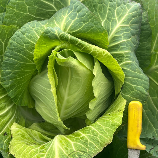 Cabbage 'Filderkraut'