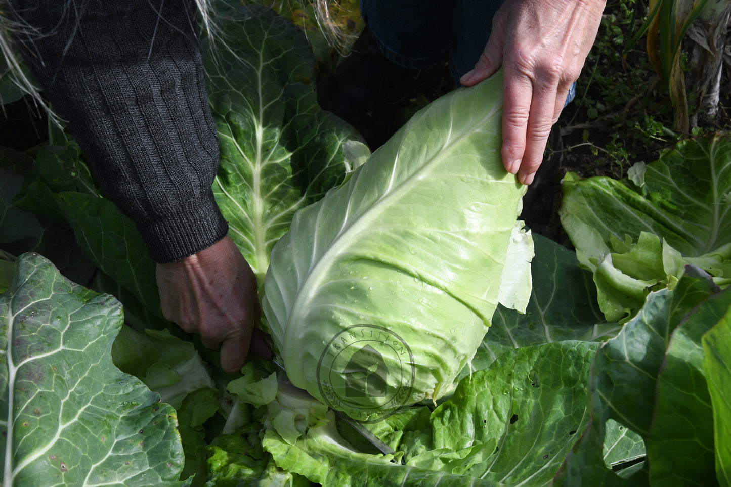 Cabbage 'Filderkraut'